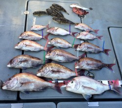 さんさん丸 釣果