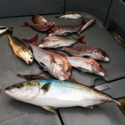 さんさん丸 釣果