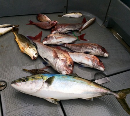 さんさん丸 釣果