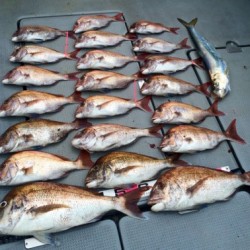 さんさん丸 釣果