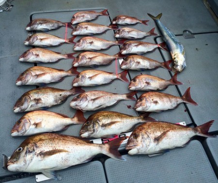 さんさん丸 釣果