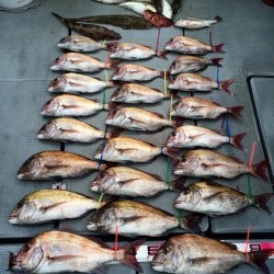 さんさん丸 釣果