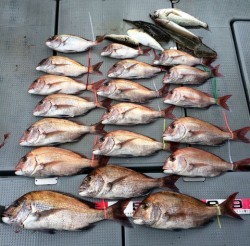 さんさん丸 釣果