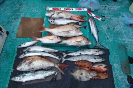 清和丸 釣果