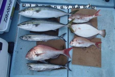 清和丸 釣果