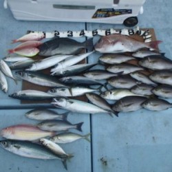 清和丸 釣果