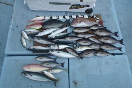清和丸 釣果