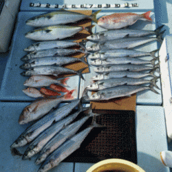 清和丸 釣果