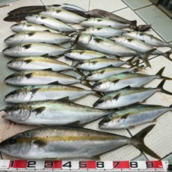 ふじしめ丸 釣果