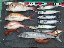 清和丸 釣果