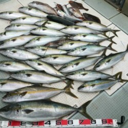 ふじしめ丸 釣果