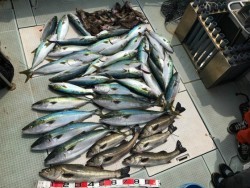 ふじしめ丸 釣果