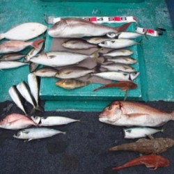 清和丸 釣果