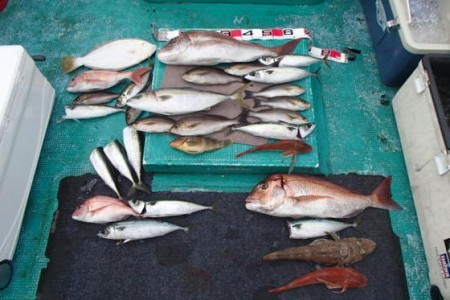清和丸 釣果