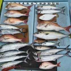 清和丸 釣果