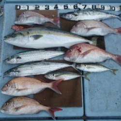 清和丸 釣果