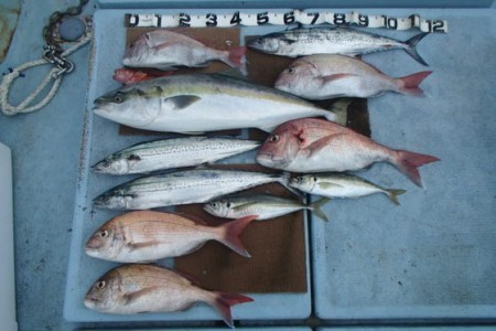 清和丸 釣果