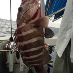 Blue.win 海人丸 釣果