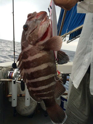 Blue.win 海人丸 釣果