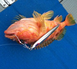 Blue.win 海人丸 釣果