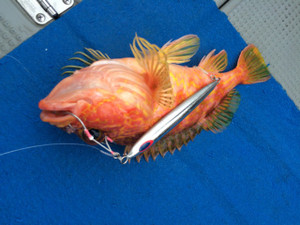 Blue.win 海人丸 釣果