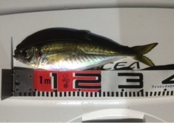 エヌスタイル 釣果