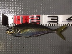 エヌスタイル 釣果