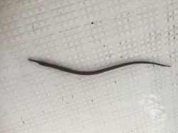 「LaGooN」蒼陽丸 日和号　 釣果