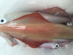 「LaGooN」蒼陽丸 日和号　 釣果