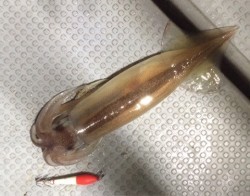 エヌスタイル 釣果