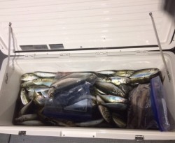 エヌスタイル 釣果