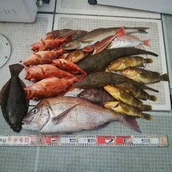 チャモロ 釣果