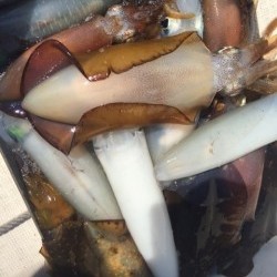 「LaGooN」蒼陽丸 日和号　 釣果