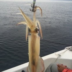 「LaGooN」蒼陽丸 日和号　 釣果