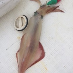 「LaGooN」蒼陽丸 日和号　 釣果