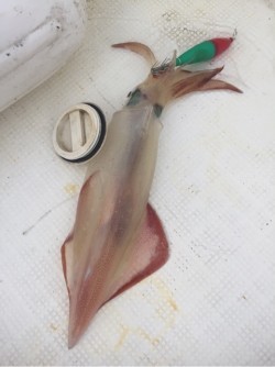 「LaGooN」蒼陽丸 日和号　 釣果