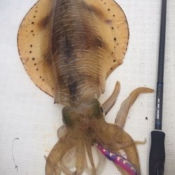 「LaGooN」蒼陽丸 日和号　 釣果