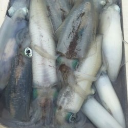 「LaGooN」蒼陽丸 日和号　 釣果