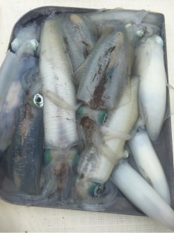 「LaGooN」蒼陽丸 日和号　 釣果