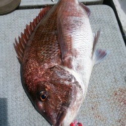 エヌスタイル 釣果