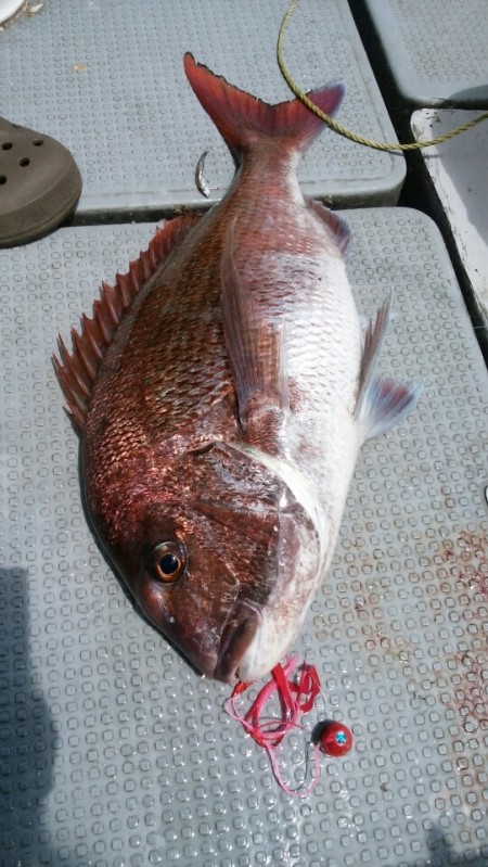 エヌスタイル 釣果