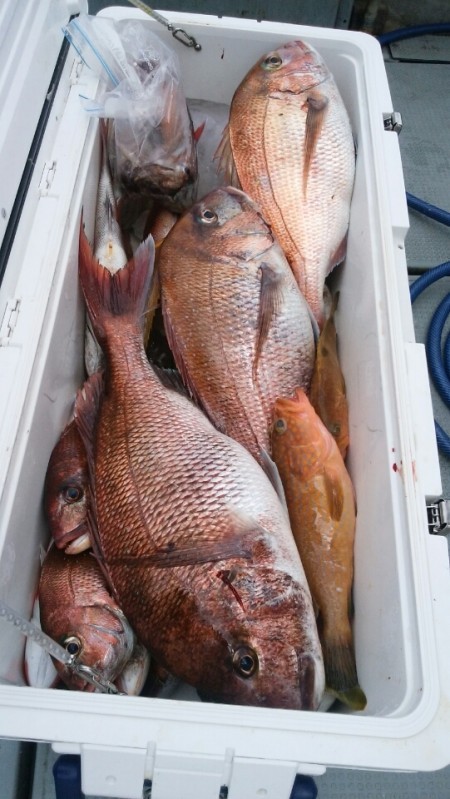 エヌスタイル 釣果