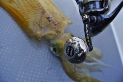 South Current 釣果