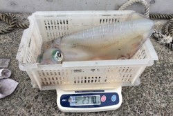 South Current 釣果