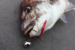 South Current 釣果