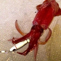 South Current 釣果