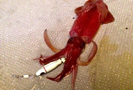 South Current 釣果