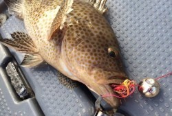 South Current 釣果