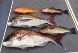 South Current 釣果