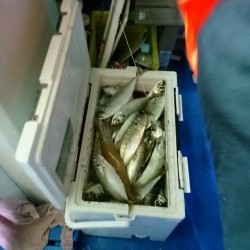 海龍丸 釣果